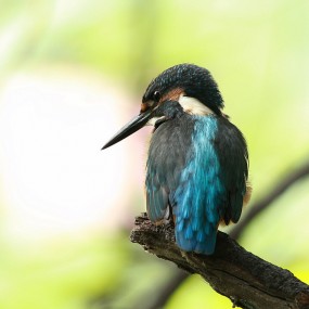 我请小翠当模特