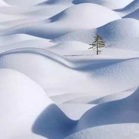 十年落基山 摄影师与飞禽走兽的原始生活