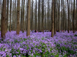 2019南京理工大的二月兰