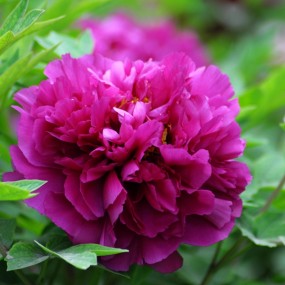 我美丽，我骄傲