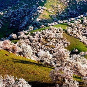 醉美伊犁野杏花