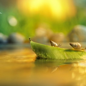 李佩玲：微距镜头下的昆虫（1）