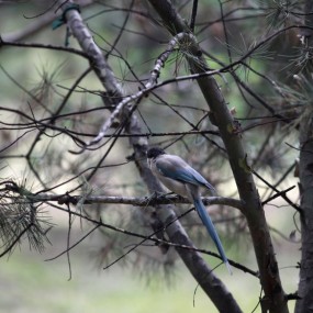 闲着无聊，去兴庆公园拍了一堆鸟。