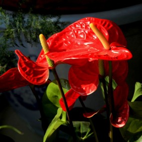 老袁习作；‘百花争艳’