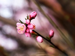 春风十里不如你