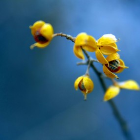 马年早春，马年吉祥！