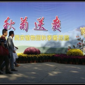 西安植物园2015年秋季菊花展随拍（上）