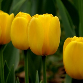 一年一度郁金香