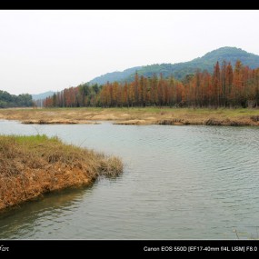 五桂山大寮水杉