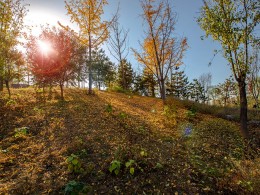 银杏叶落满地金