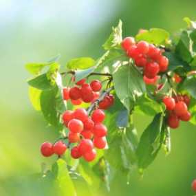 白鹿原樱桃红了