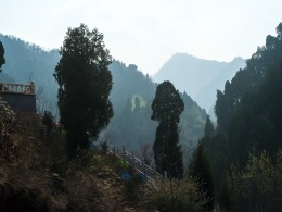 弥陀寺的玉兰花