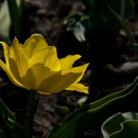 春暖拍花 惬意无比