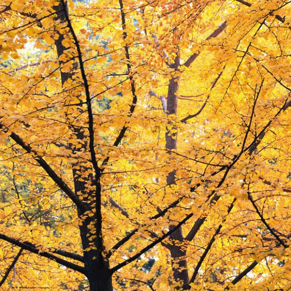 唐大慈恩寺遗址公园的银杏