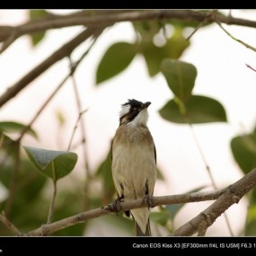 300mm4.0试镜的几张鸟片