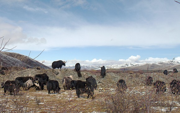 遭遇野牦牛——