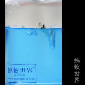 蚂蚁世界