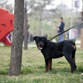 丢了尾巴的防暴犬！！！