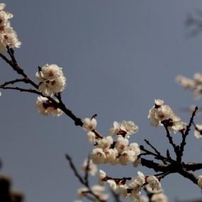 l老袁习作；‘春’（剪影）