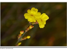 迎春花儿开  春天姗姗来