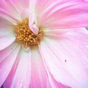 所有作品均为iPhone6S Plus拍摄《马嵬驿·》