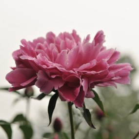 国色天香（牡丹）