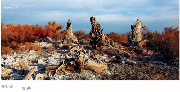 胡杨林—安岳作品