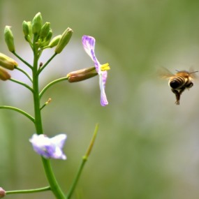 “偶遇”-野生油菜花与蜂蜜