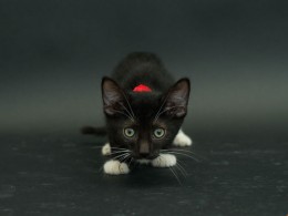 Casey Elise 喵星人肖像