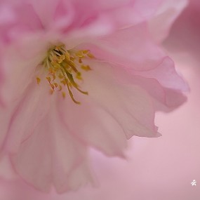 ——粉红色的回忆——