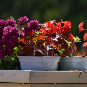 素花随拍兴庆园