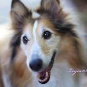 狗_航海王基德_摄影