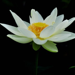 出水芙蓉到人间