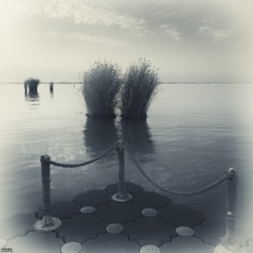 终极收藏~我的老师拍的叶片~~