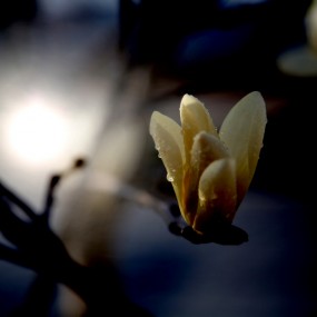 春寒挡不住顽强的生命