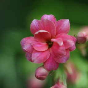 长寿花，人长寿