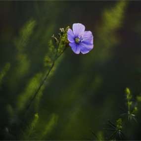 森林里的植物世界（11）