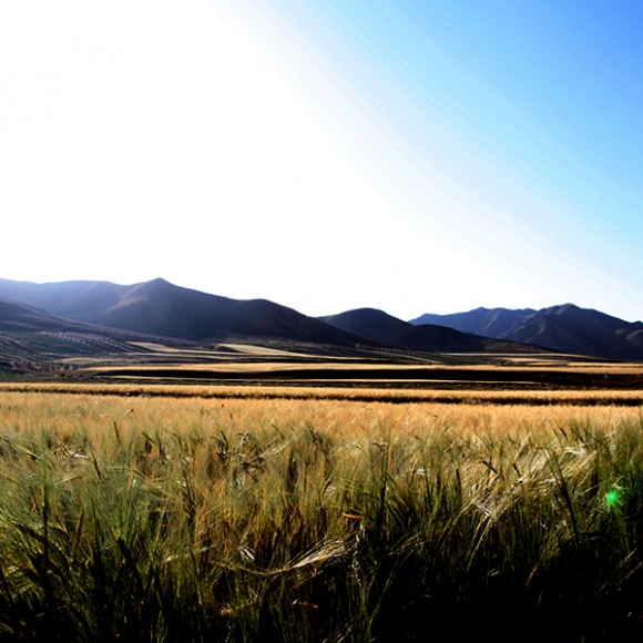 张掖民乐县的青稞地