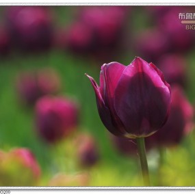 郁金花开百枝香