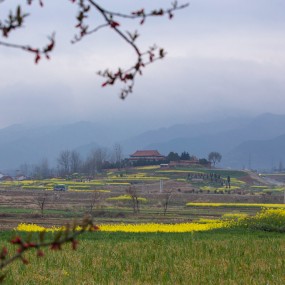 三月油菜花儿黄