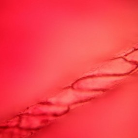 显微镜下的蔬菜细胞