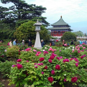 国色天香【兴庆宫】