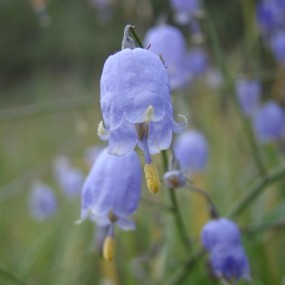 路旁边的无名小花