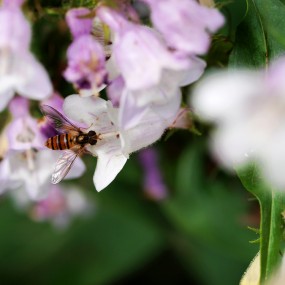 那是一片花海~~~