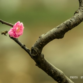 《醉拈一枝春》