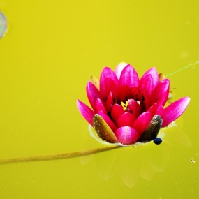 莲花—— 一尘不染