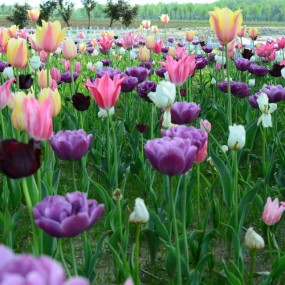 沣东农博园活动作业，郁金香