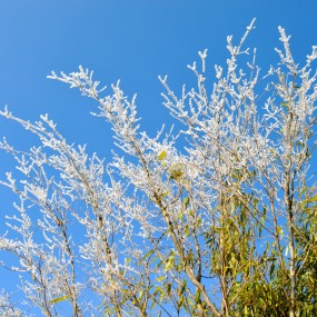 草坝生态农场雪景