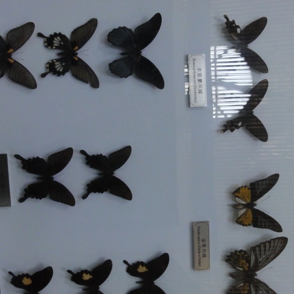 4.24杨陵博物馆(三)