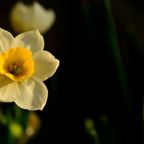 水仙花开